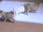 Cute dogs play time