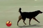 Dog Scores Header During Soccer Game