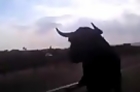 Bull Attacks Cars on Highway