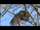 Hundreds of Turkey Vultures Invade Town