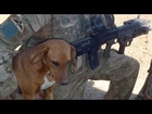 Bringing home the dogs of war (NATO in Afghanistan)