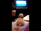 See My Dogs Watching the Pet Network