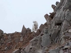 Wild Facts - Mountain Goat