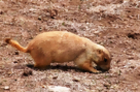 Nature: Prairie Dogs