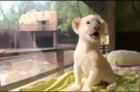 Rare White Lion Cubs Born at South Korean Zoo