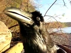 Interesting. A raven talking.