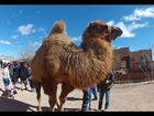 Exotic Animal Rescue Petting Zoo Near Las Vegas - Roos n More