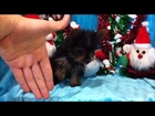 'Microscopic Bill' - The Micro Teacup Yorkshire terrier Puppy by Star Yorkie Puppies for sale