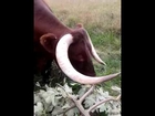 My pet bull having a munch