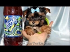 Tiny Teacup Yorkie Puppies for Sale in Los Angeles CA