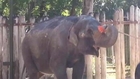 Elephant Takes Over Its Own Skin Care Routine