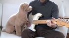 Toy poodle Dog playing on a Fender Guitar with his owner!!