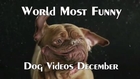 Compilation Funny and crazy Dog HD