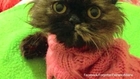 Fundraising Campaign for 'Throw Away Kitty'
