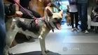 Hero dog meets and greets supporters in Manila