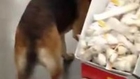 Dog Walks Into A Store And Steals Himself A New Toy