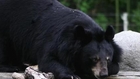 Black Bear Caught Sneaking into Zoo