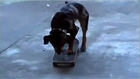 Mason the Dog Tries Out a Skateboard Park