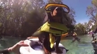 Crusoe the dog goes snorkelling in Florida