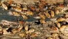 Termites Control Service in Decatur, TX