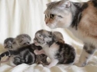 Adorable Kitten Trio Calls Out For Mother!