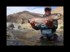 Fly fishing for Steelhead, Dolly Varden,Trout in Oregon and Idaho